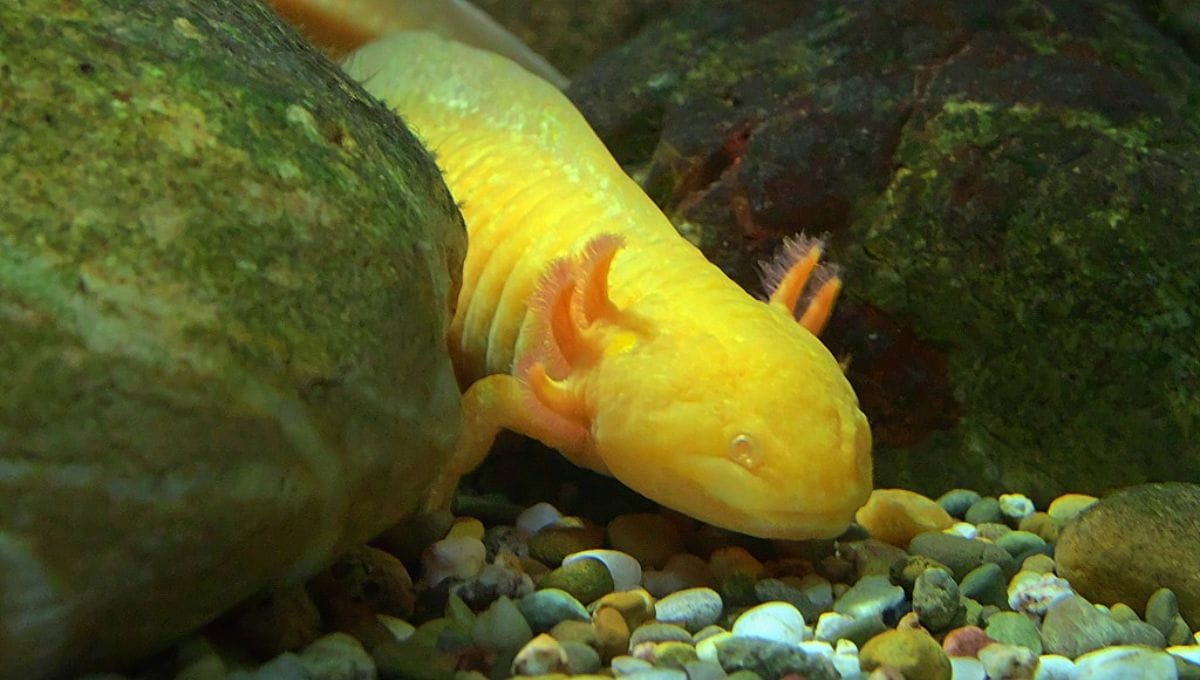types of axolotl