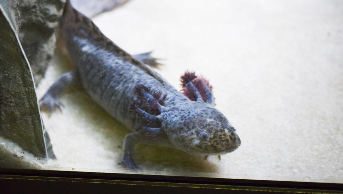 types of axolotl