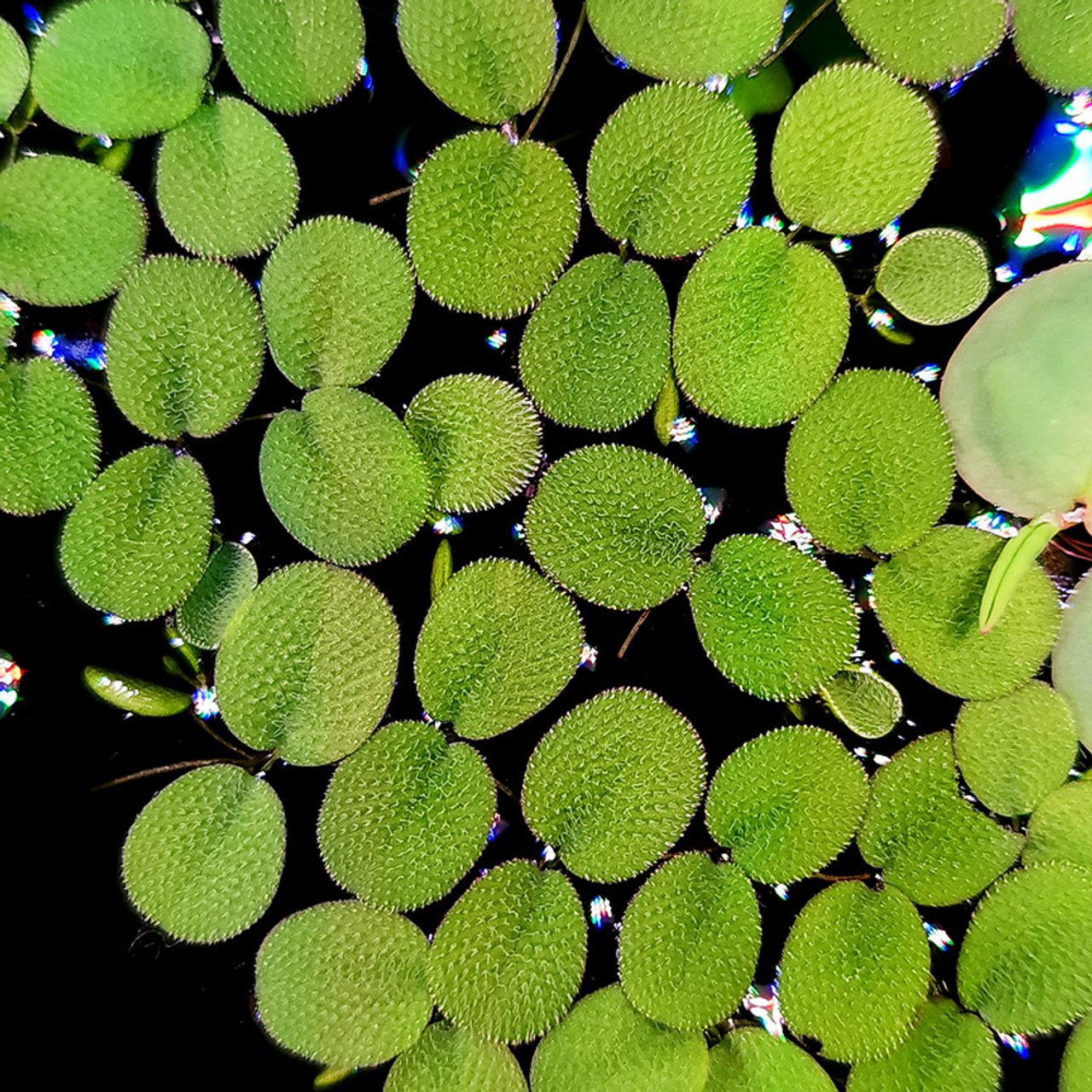 Water Spangles in Aquarium