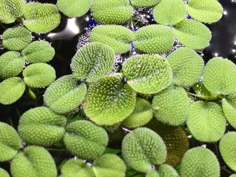 Water Spangles in Aquarium