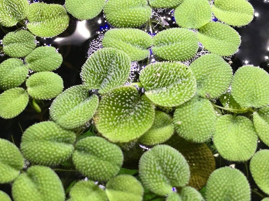Water Spangles in Aquarium